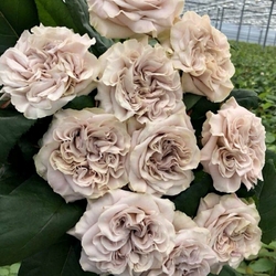 Westminster Abbey  (VIP ROSES)