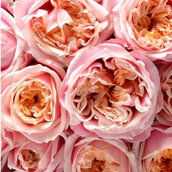 Ноттинг Хилл(VIP Roses)