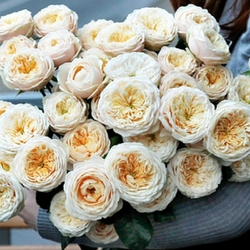 Дарлингтон(VIP Roses)