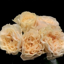 Крем Фрагранс (VIP Roses)