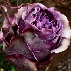 Dolcetto