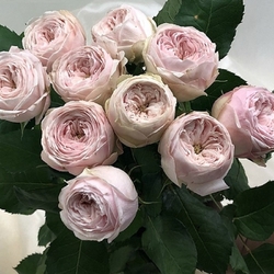 Mansfield Park(Vip Roses)