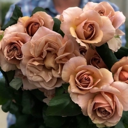 Кафе Латте (Vip Roses)