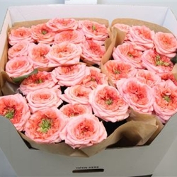 Нью Деснг VIP -ROSES