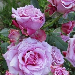 Florajet