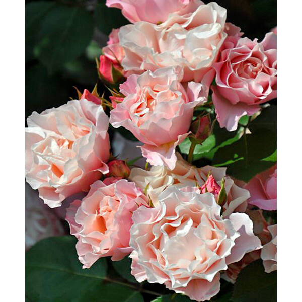 Porcelaine d'Orient  (Daphne)