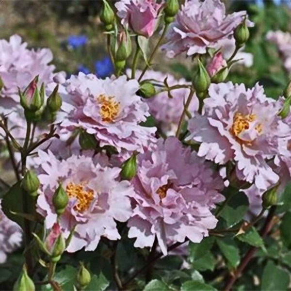 Couture Rose Tilia