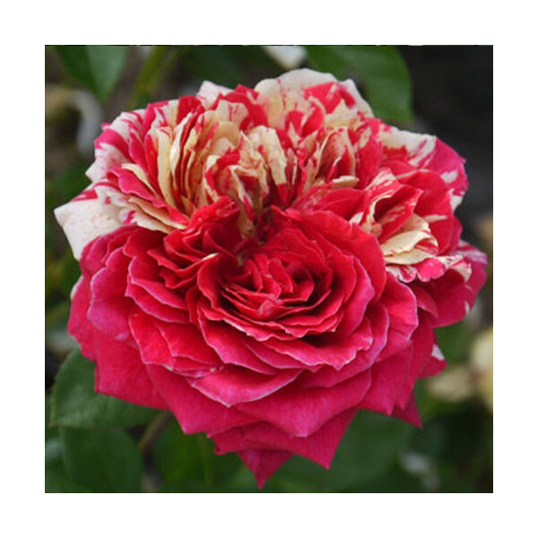 Romanza