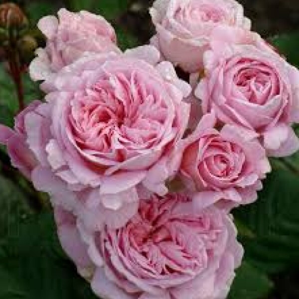 Summer Romance -Rosengräfin Marie Henriette