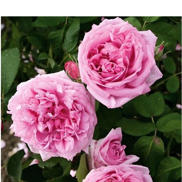 Madame de Knorr