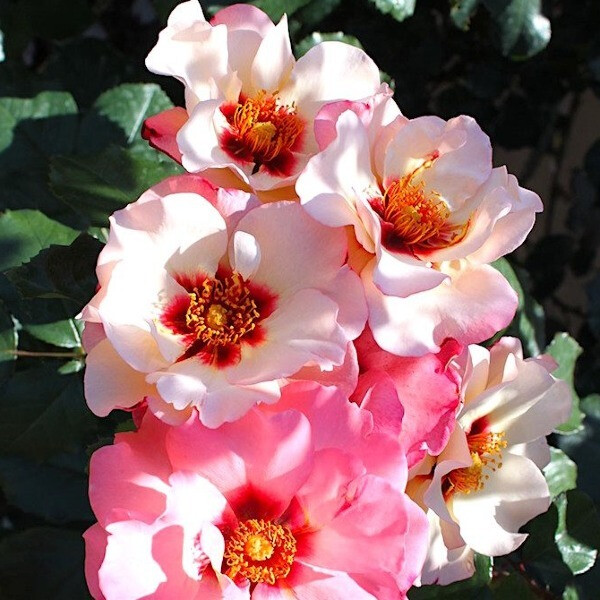 Alissar Princess of Phoenicia