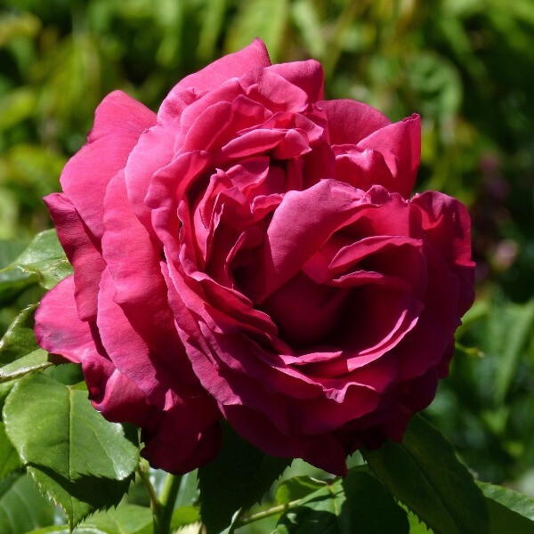  Lalande de Pomerol /HARALD WOHLFARHT 