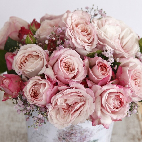 Kordes' Rosenfaszination