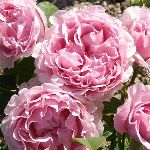  Princess Claire of Belgium