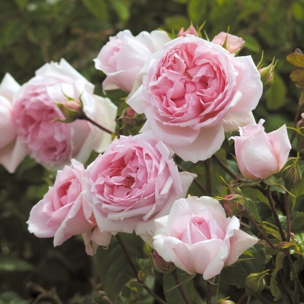  The Wedgwood Rose 