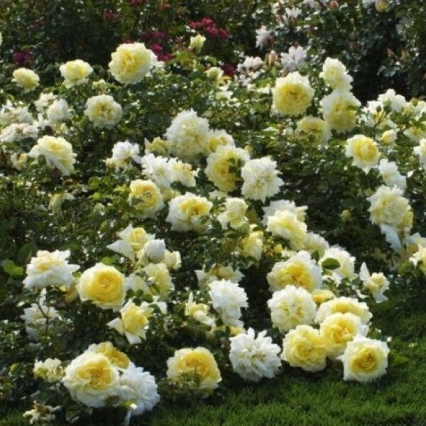 Nadia Meillandecor 