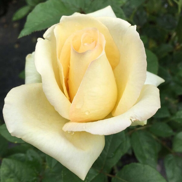  Elegant Beauty