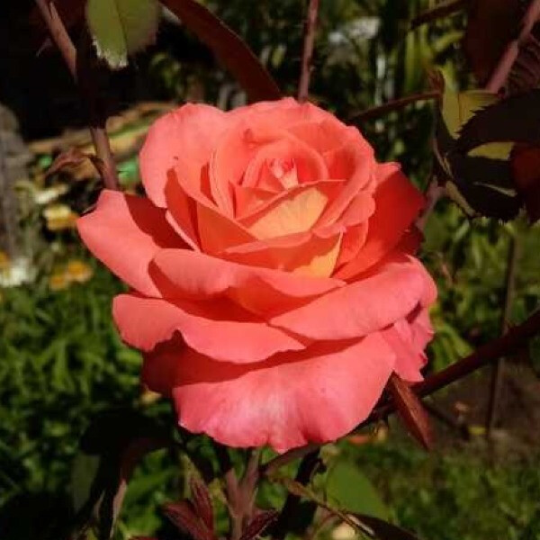 Carlita