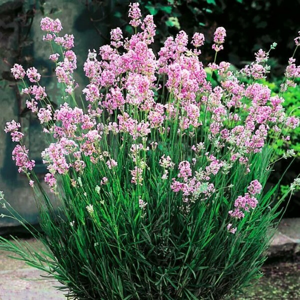 Лаванда  Rosea фото
