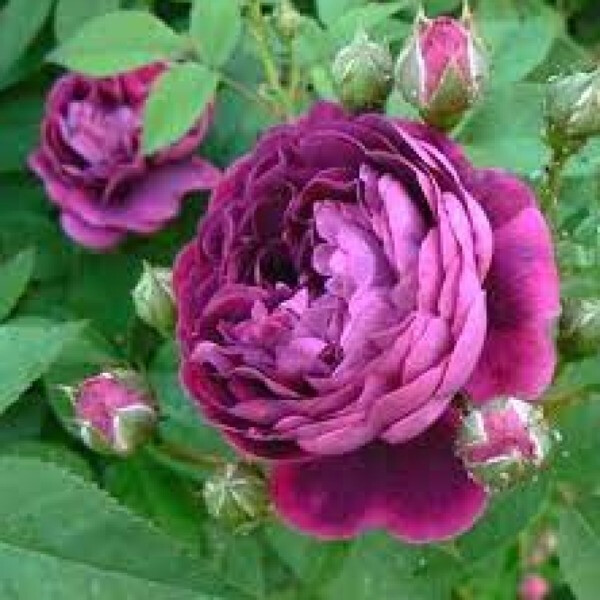 Reine des Violettes (Рейне Виолетте )  
