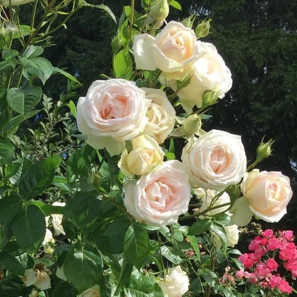 Madame Anisette