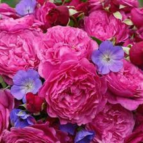Kaffe Fassett Rose