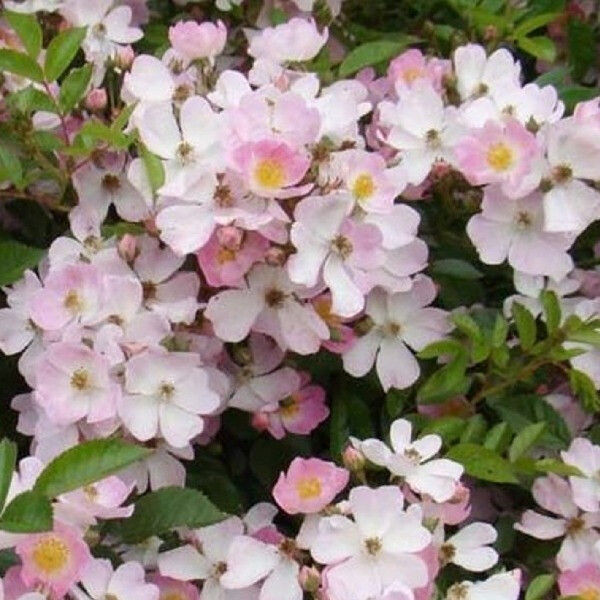  Robe Fleurie