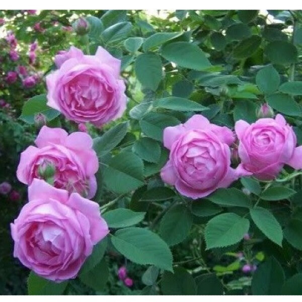 Coupe d'Hebe  (Кубок Геба)