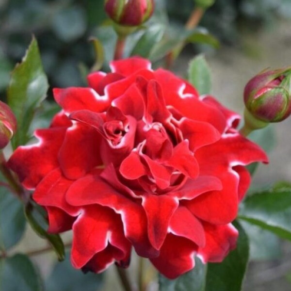 Red Lady Ruffles