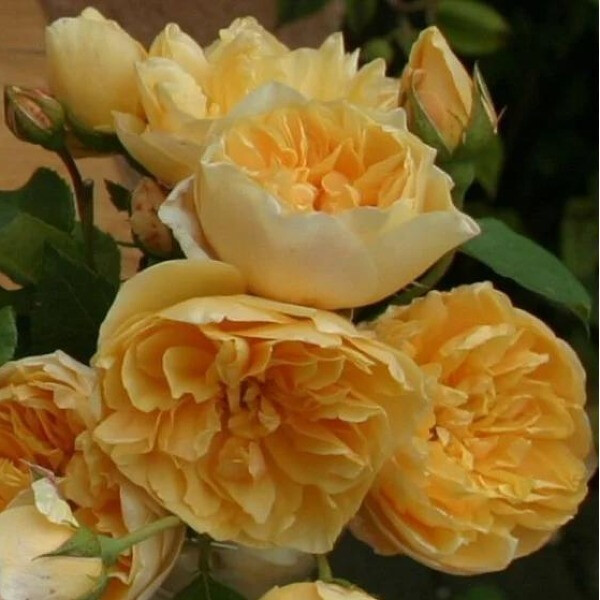Golden Fleece