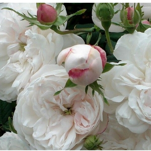 Madame Plantier