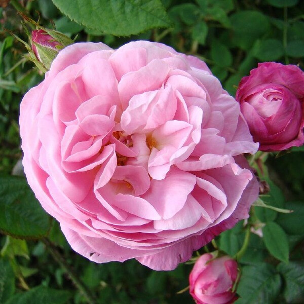 Belle Amour