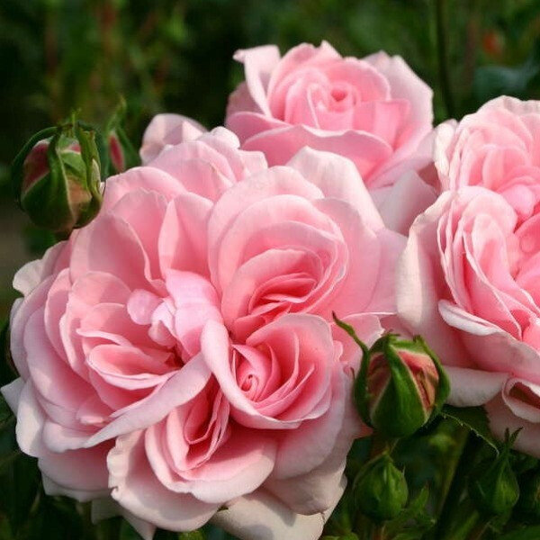 HOME & GARDEN