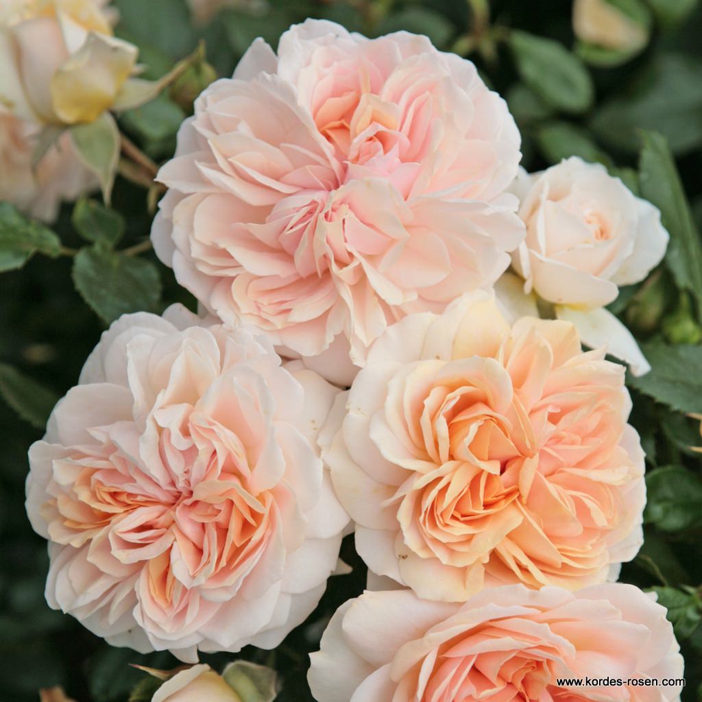 Marigen - питомник Garden of Roses и саженцы