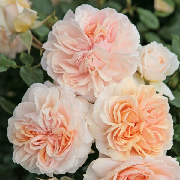 Garden of Roses