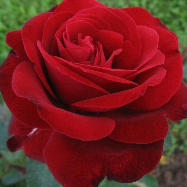 Edith Piaf
