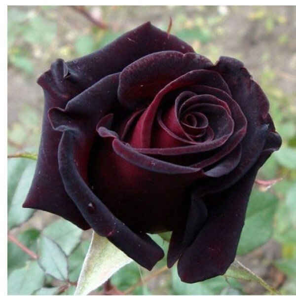 Black Prince 