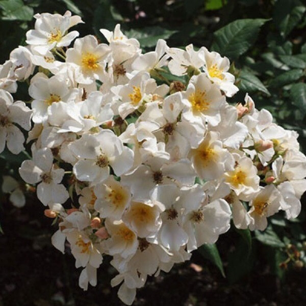 Rosalita