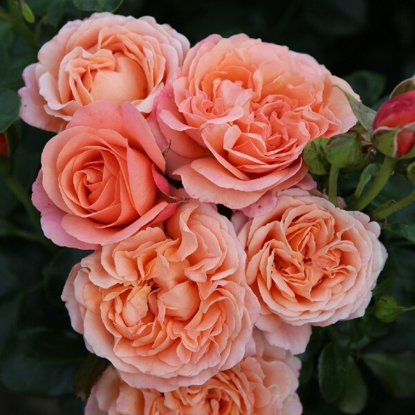 Coral Lions-Rose