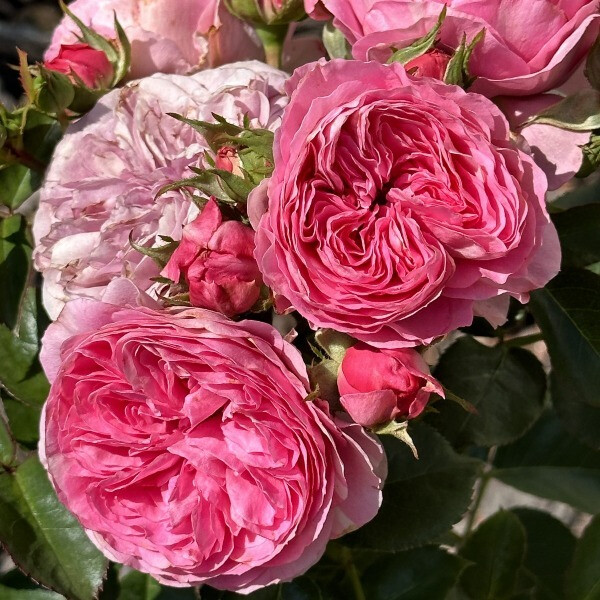 Baronesse