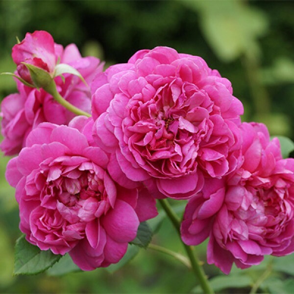  Princess Anne