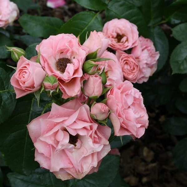 Bouquet de Mariee