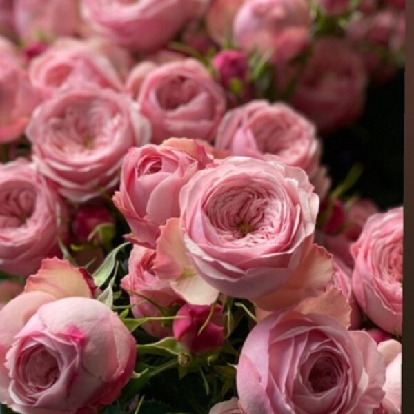Mansfield Park Pink