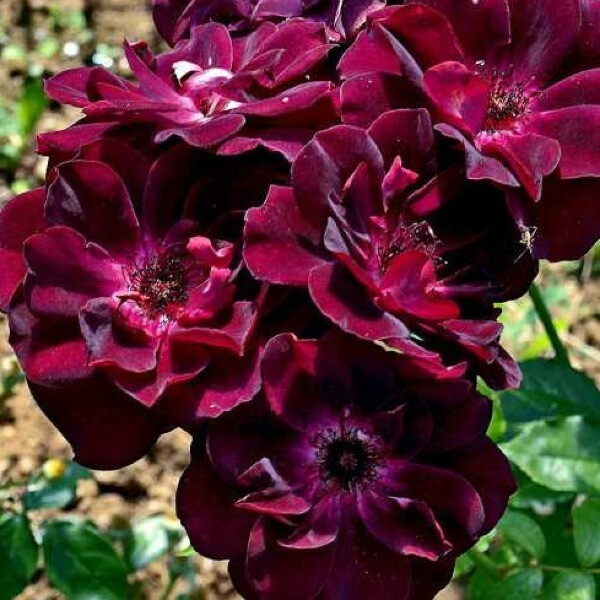 Burgundy Ice 