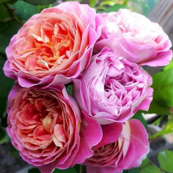  Centenaire de l'Haÿ-les-roses 