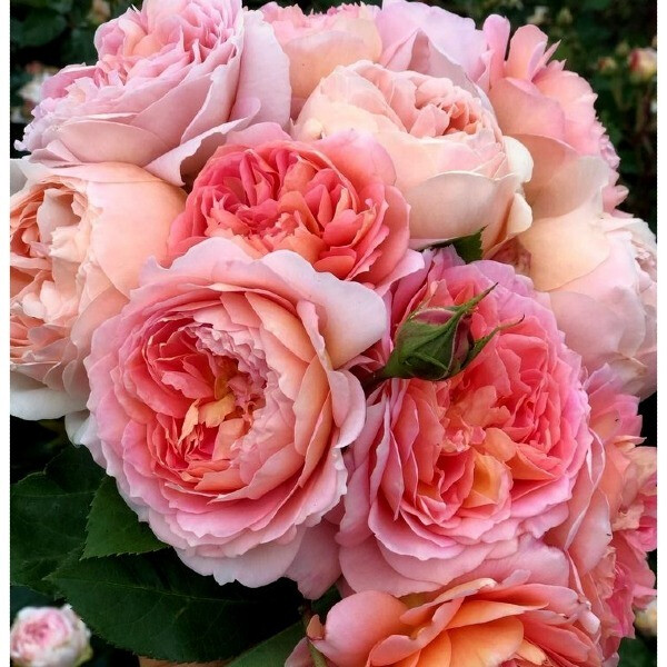 Abraham Darby