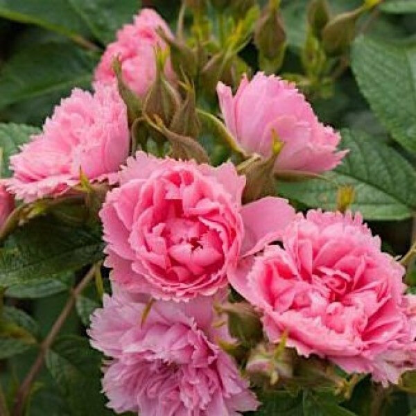 Pink Grootendorst -Гибрид Rugosa
