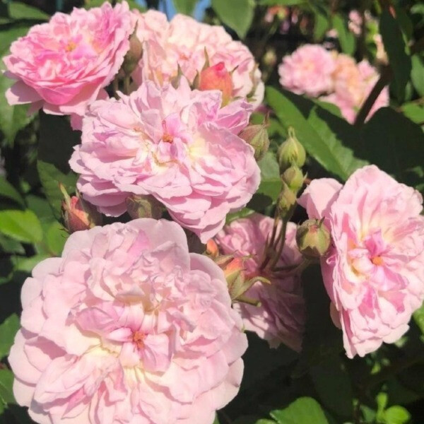 ROMANTIC SILUETTA- RAMBLER