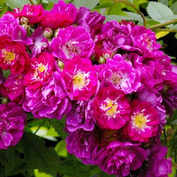  Perennial Blue