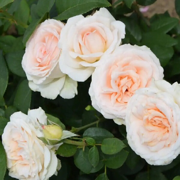 Gruaud Larose